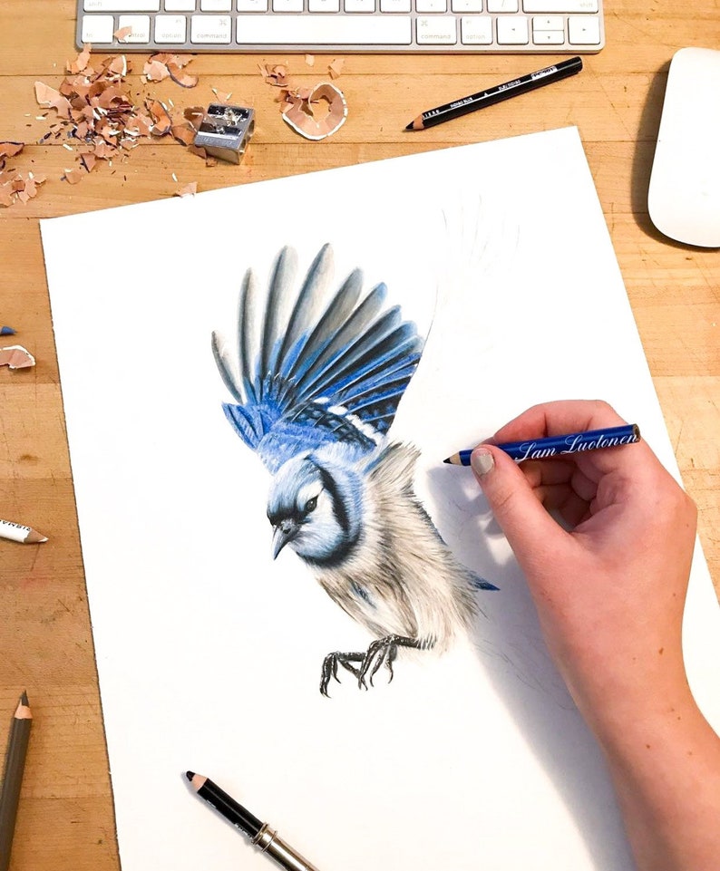 Blue Jay Colored Pencil Drawing Art Print Etsy