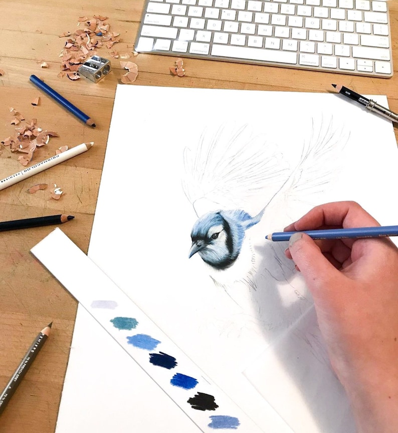 Blue Jay Colored Pencil Drawing Art Print Etsy