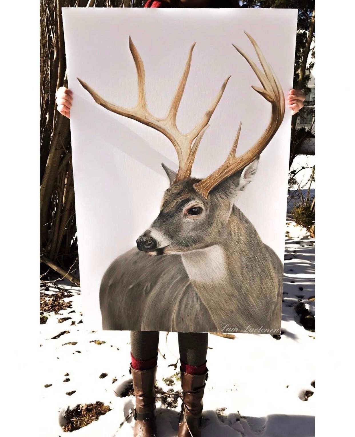 Buck Colored In White-tailed Buck - Colored Pencil Drawing - Art Print - Etsy