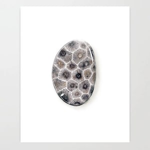 Petoskey Stone - Colored Pencil Drawing - Art Print - Etsy