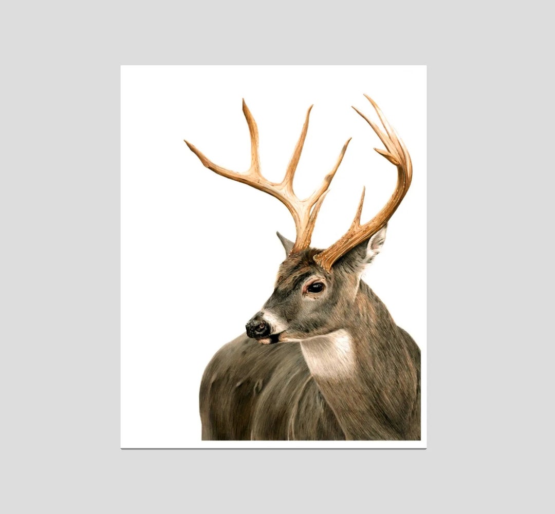 Buck Colored In White-tailed Buck - Colored Pencil Drawing - Art Print - Etsy