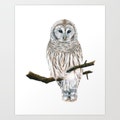Barred Owl - Colored Pencil Drawing - Art Print