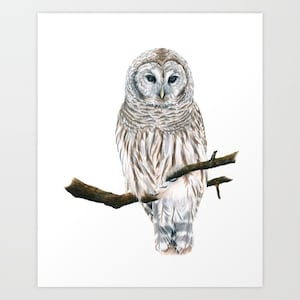 Barred Owl - Colored Pencil Drawing - Art Print