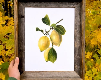 Lemons  - Original Colored Pencil Drawing