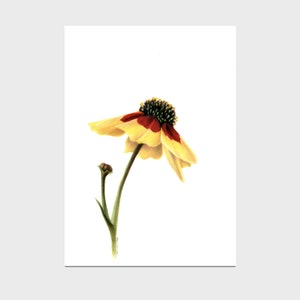 Flower - Colored Pencil Drawing - Art Print