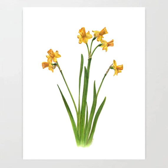 水仙 - 色鉛筆画 - アートプリント - Etsy 日本