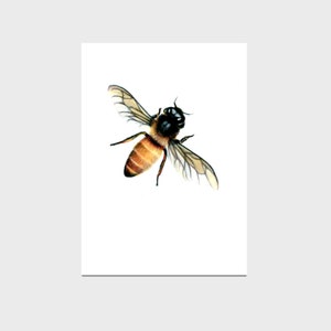 Honey Bee - Colored Pencil Drawing - Art Print