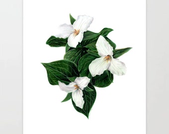 Trio of Trilliums - Colored Pencil Drawing - Art Print