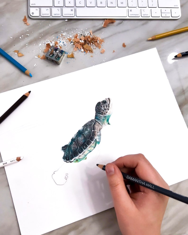 Turtle Shell Color Pencil Baby Sea Turtle - Colored Pencil Drawing - Art Print - Etsy