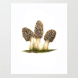 Morel Mushrooms - Colored Pencil Drawing - Art Print