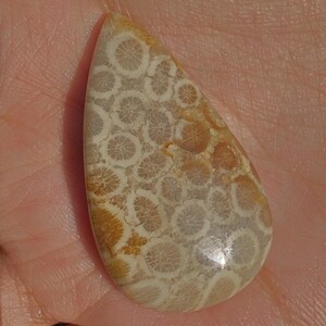 Teardrop Fossil Coral | Natural Flower Stone for Calm & Wisdom | Polished Cabochon | Unique Crystal Gift | Ancient Sea Fossil