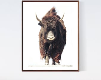Yak Portrait Fine Art Photo Print, Montana Ranch Decor