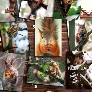Cartes postales. Des écureuils dans des cartes pour les fans de Postcrossing. Photo artistique ou impression sur toile
