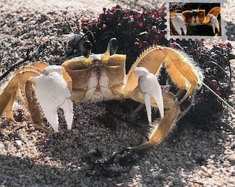 Crab Postcard  / Lookalikes as MAXI cards: Marine Photography, Stamped Stickers (A6 Size)