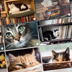 Postcard collection cat Postcards for Postcrossing fans  Fine Art Photograph