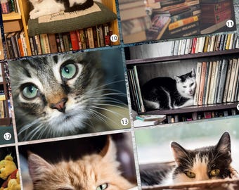 Postkaartencollectie kat Postkaarten voor fans van Postcrossing Fine Art Foto