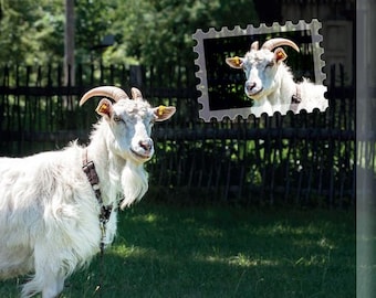 Billy goat postcards Lookalikes as MAXI cards with Stamped Stickers  for Postcrossing fans. New year 2027 simbol