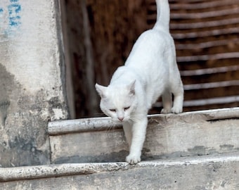 White cat Postcards street art for Postcrossing Fine art photo or Canvas Print