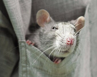 Rat mouse postcards for Postcrossing fans. Fine art pet photography or Canvas Print