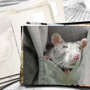 Postales de rata-ratón para fans de Postcrossing. Fotografía artística de mascotas o impresión en lienzo.