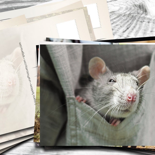 Rat mouse postcards for Postcrossing fans. Fine art pet photography or Canvas Print
