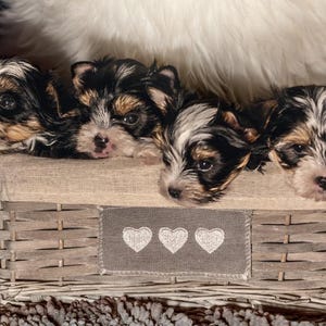 Quatre cartes postales de chiots Yorkshire Terrier pour les fans de Postcrossing