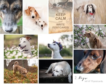 Coleção de cartões postais de cães. Escolha sua fotografia artística favorita de cachorro para os fãs do Postcrossing.