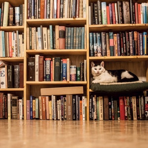 Bücherregal und Katze Postkarte für Postcrossing-Fans Fine Art Fotografie oder Leinwanddruck
