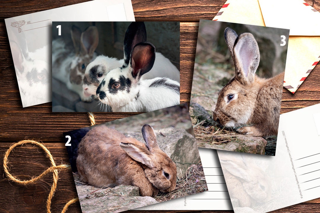Rabbits Postcards for Postcrossing Fans. Fine Art Pet Photography or Canvas Print Etsy