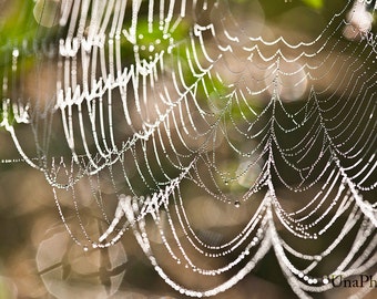 Morning beads postcards for Postcrossing fans - Fine Art Autumn web Photograph or Canvas print