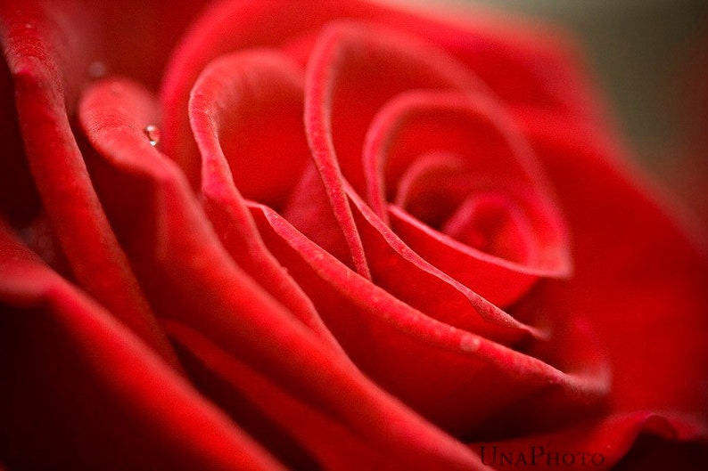 Red rose postcard Fine Art Photograph postcard for Postcrossing lovers