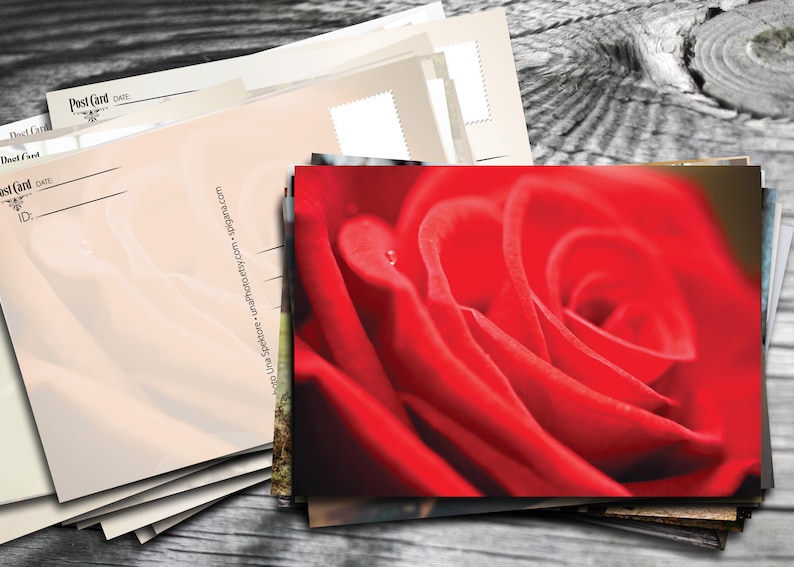 Red rose postcard Fine Art Photograph postcard for Postcrossing lovers
