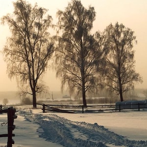 May include: A winter landscape featuring a snow-covered path with tire tracks leading towards a wooden fence and bare trees. The sky has a soft, golden hue, suggesting either sunrise or sunset. The scene evokes a sense of tranquility.