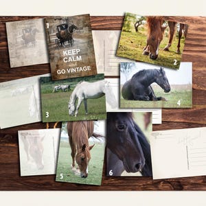 Op de afbeelding: Een collage van vintage ansichtkaarten en foto's met paarden. De afbeeldingen tonen paarden in een weiland, een paardenkoets en close-up portretten. Eén ansichtkaart heeft de tekst "Keep Calm and Go Vintage".