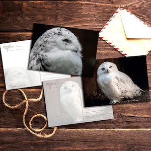 Schnee Eulen Postkarten für Postcrossing oder Luftpost - such dir deinen Favoriten aus