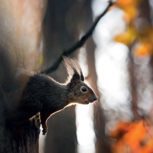 Ansichtskarten. Das Eichhörnchen im Herbst. Fine Art Foto für Postcrossing-Fans