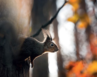 Postcards. The Squirrel in Autumn. Fine art photo for Postcrossing fans