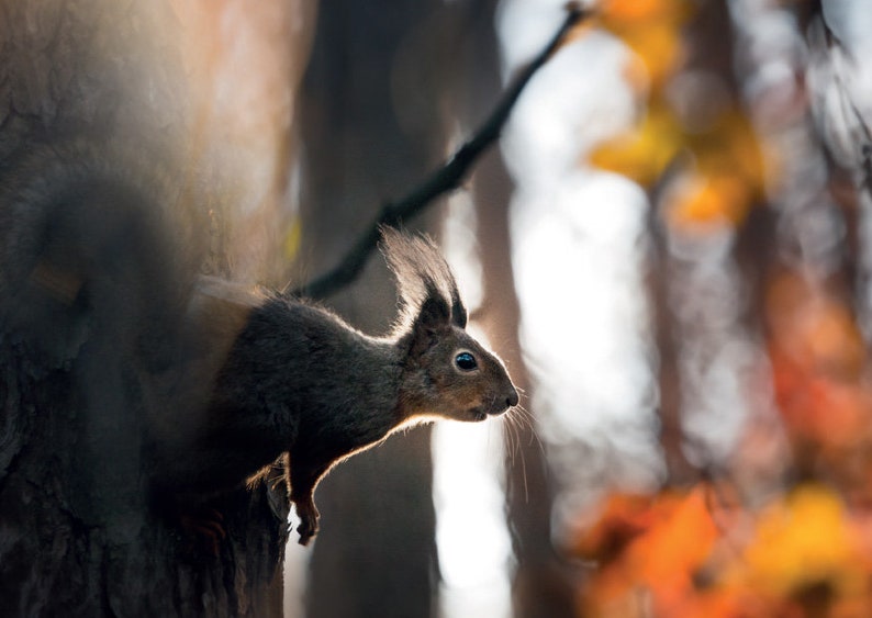 Postcards. The Squirrel in Autumn. Fine art photo for Postcrossing fans image 1