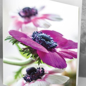 Carte postale ou carte de voeux anémone magenta - Photographie d'art.