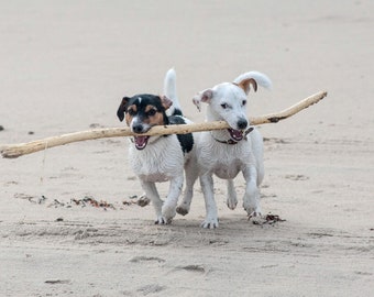 Funny dogs friends / Jack Russell terrier postcard for Postcrossing lovers