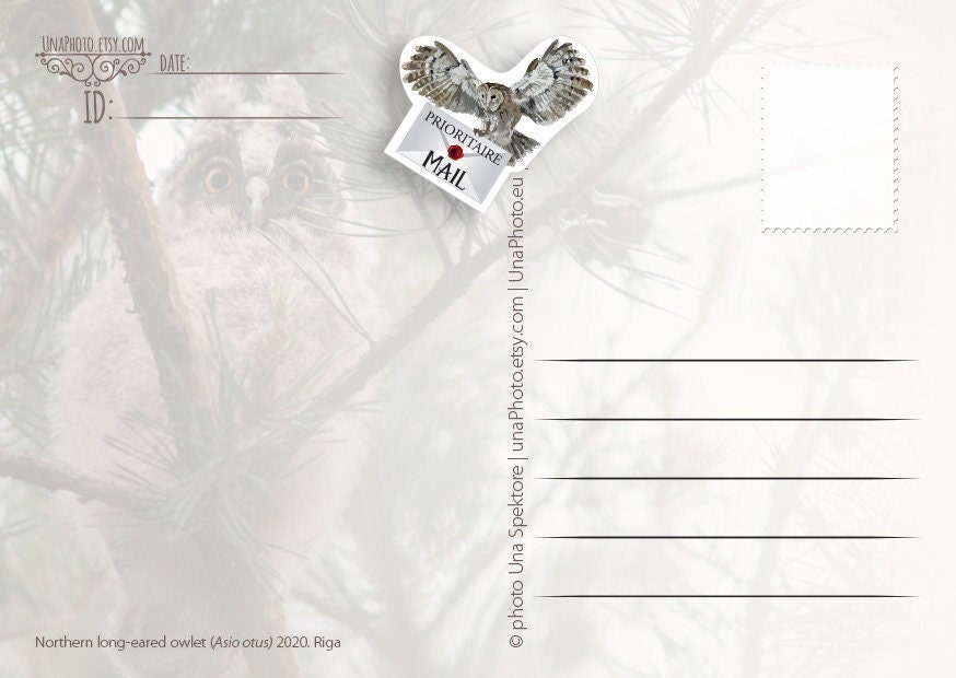 Flying Owl Postcard Stickers - Set of 10 - Postcrossing