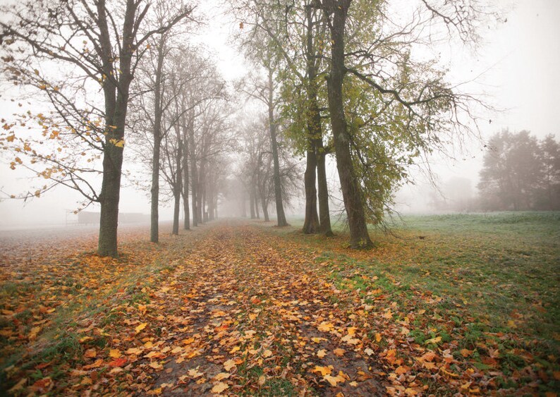 Fine Art trees Photograph or Canvas print Autumn Mist Road Postcards from Postcrossing fans