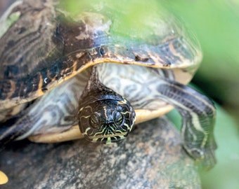 Turtle Postcard for Postcrossing - Fine Art Green Summer feeling Photograph