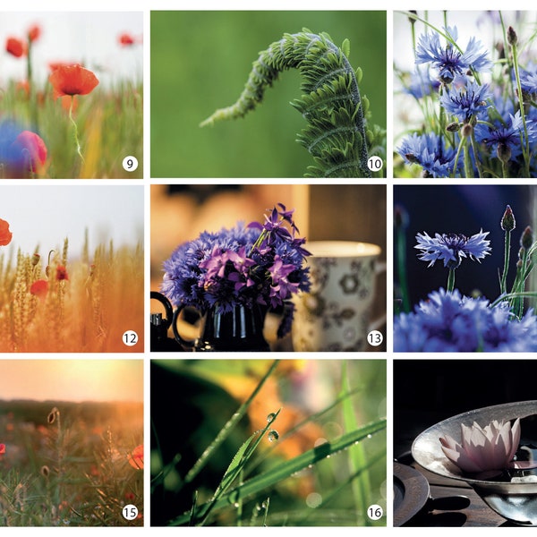 Postcards collection flowers and plants Choose your favorite Fine Art Photograph for Postcrossing fans