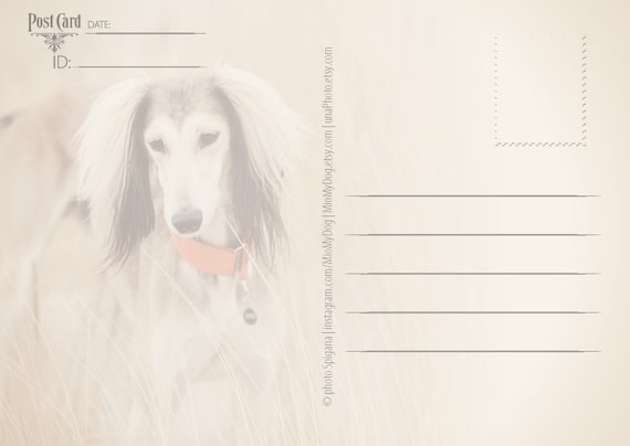 SALUKI Levrier    Postkarte  # 23 A Windhund  ** 