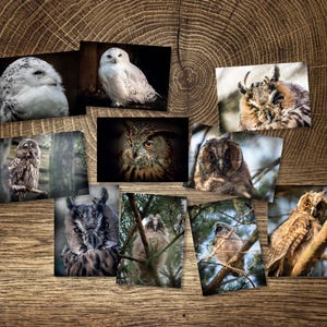 Uil-postkaarten voor postcrossing (A6)-fotokaarten voor luchtpost: kies je favoriet