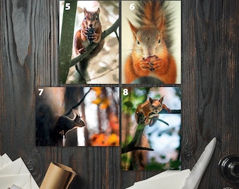 Postcards. Squirrels in forest cards for Postcrossing fans. Fine art photo or Canvas Print