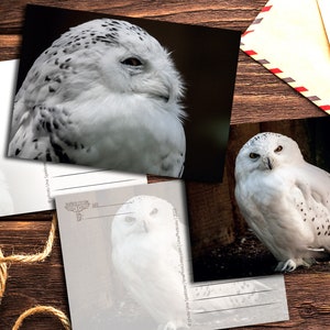 Snow Owl Postcards for Postcrossing or air mail - chose your favorite