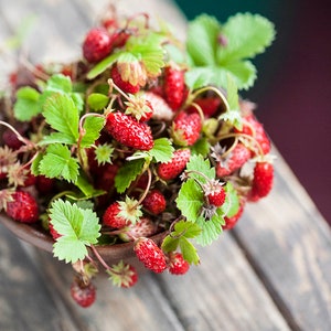 Ambiance estivale avec des cartes postales de fraises des bois, carte postale d'enfance pour les fans de Postcrossing