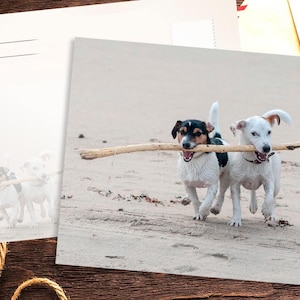 Amis drôles de chiens/carte postale de terrier de Jack Russell pour des amants de Postcrossing